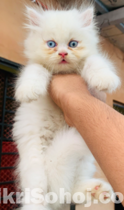 Pure Persian all male kitten